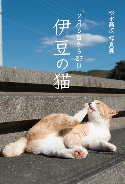 伊豆の猫